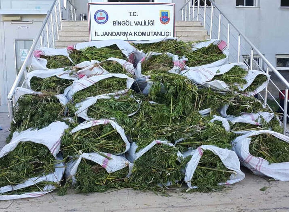 Bingöl\'de 700 Kilo Esrar, 40 Bin Kök Kenevir Ele Geçirildi