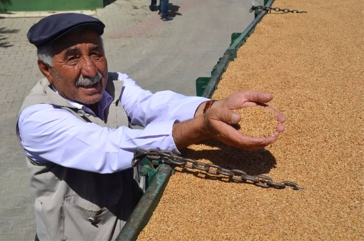 Çiftçiler, TMO\'nun Buğday Alımından Memnun