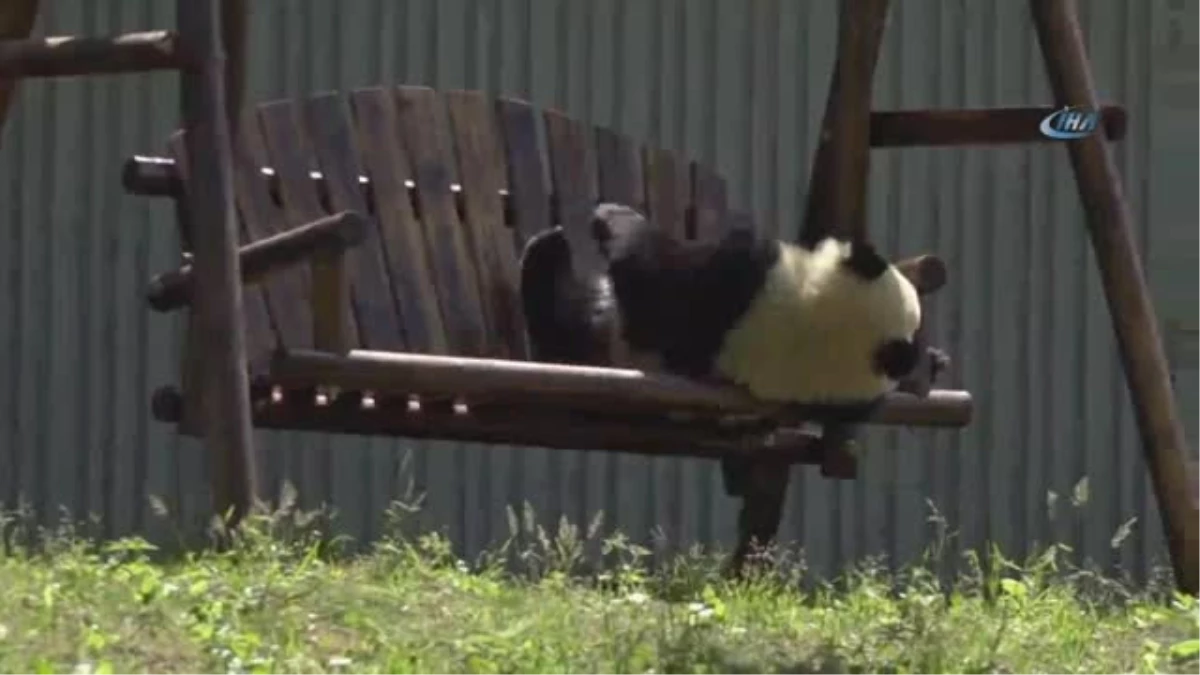 Çin Yavru Pandaların İsmine Yarışmayla Karar Verecek- Çin\'den Yavru Pandalara İsim Yarışması