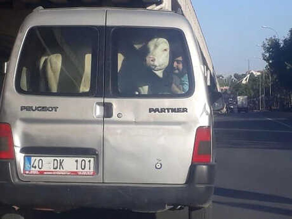 Hafif Ticari Araçta, Danayla Zorlu Yolculuk