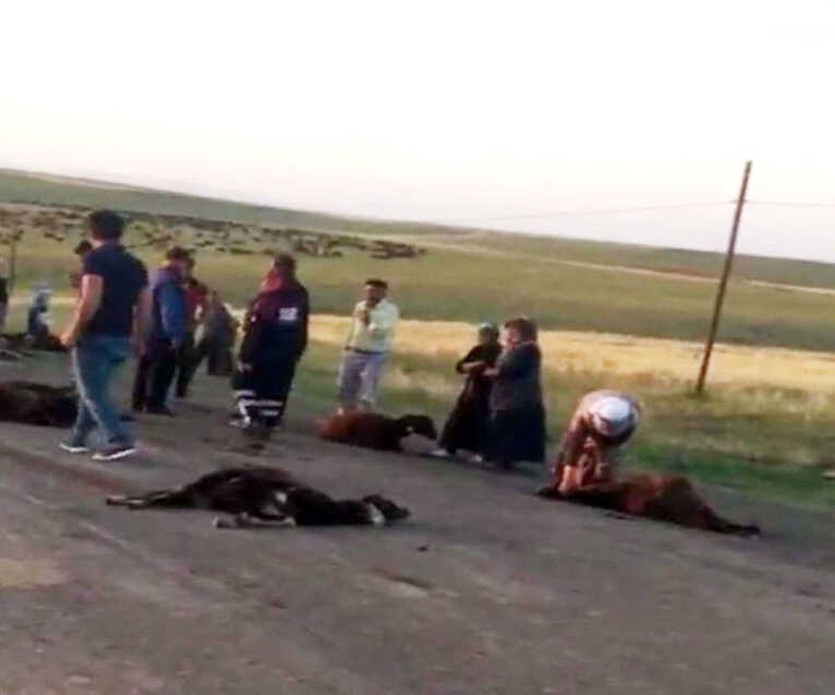Kamyonetin Çarptığı Sürüden 70 Koyun Telef Oldu
