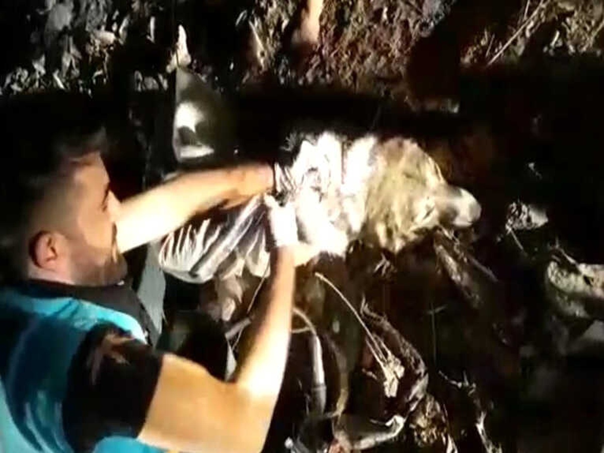 Köpeği Tellere Bağlayıp Ölüme Terk Ettiler