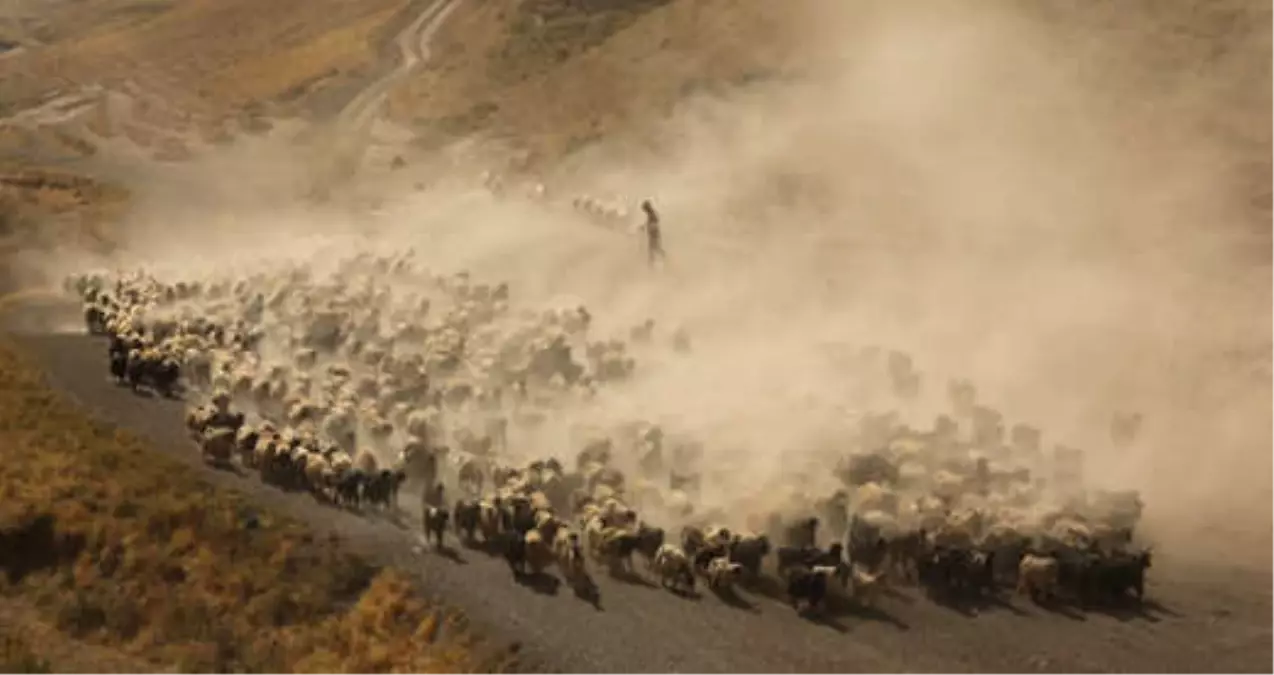 Koyunların Nemrut Dağı\'na Tozlu Yolculuğu Drone İle Görüntülendi