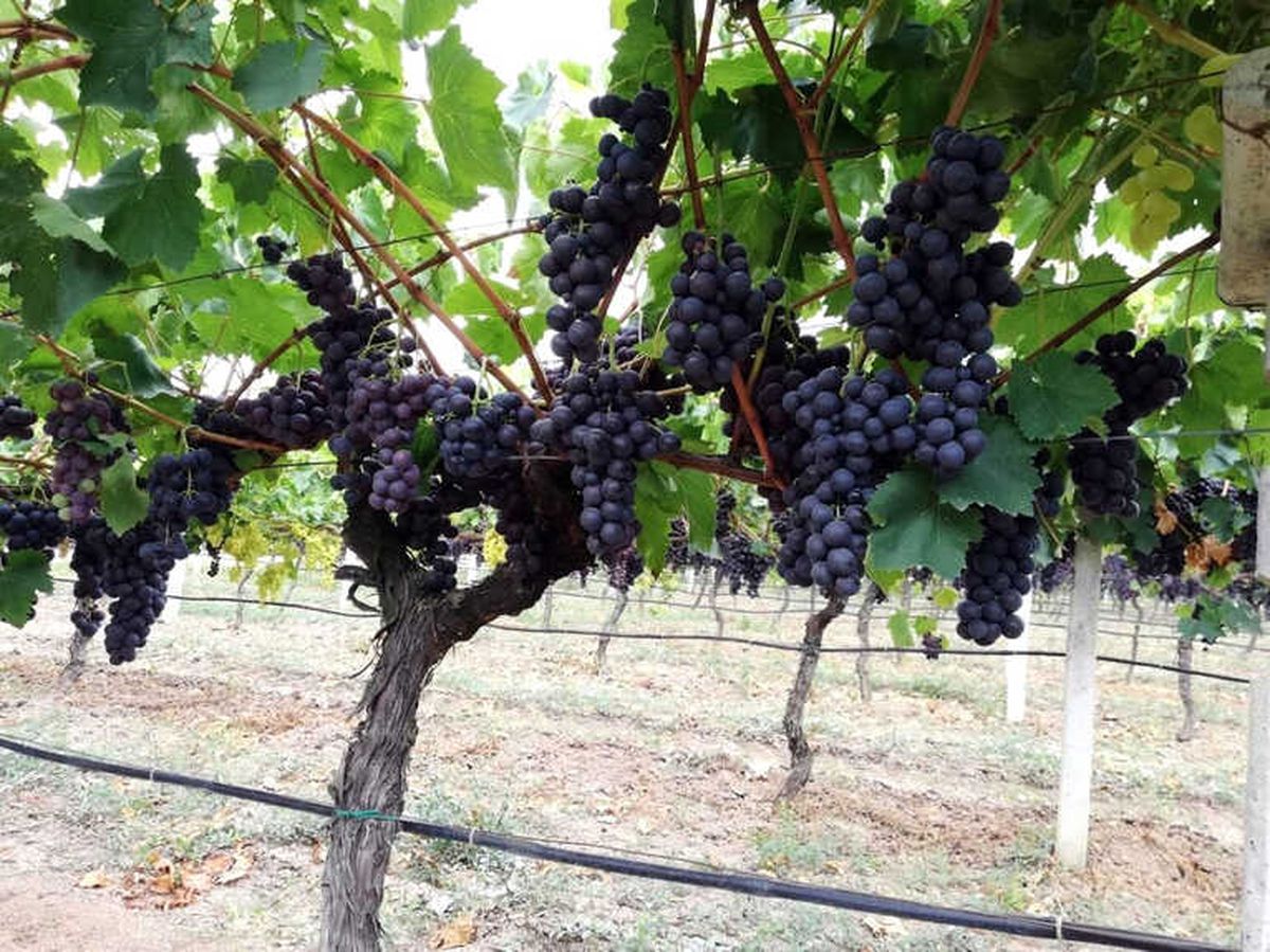 Yılın İlk Üzüm Hasadı Sakarya\'da Başladı