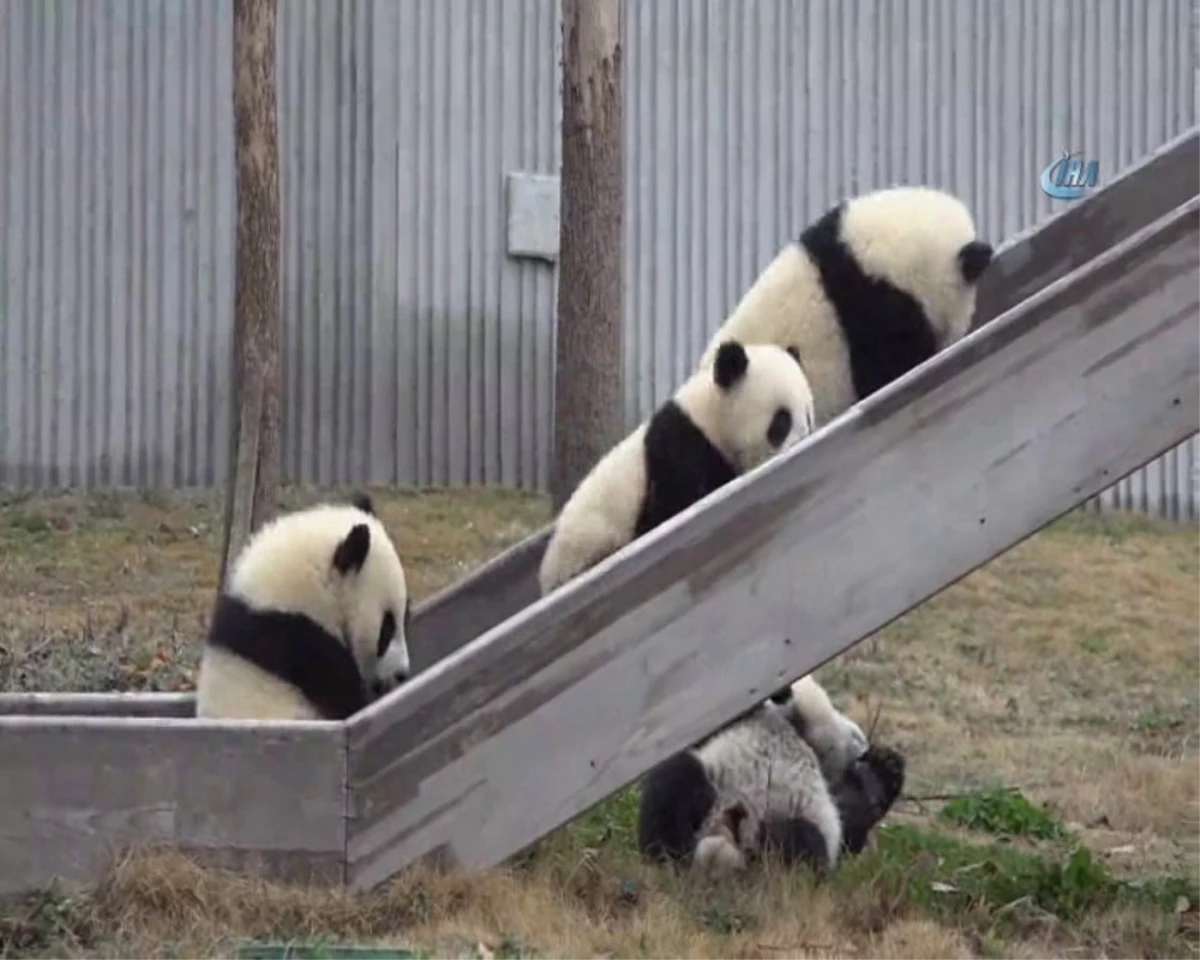 Pandalara İsim Aranıyor