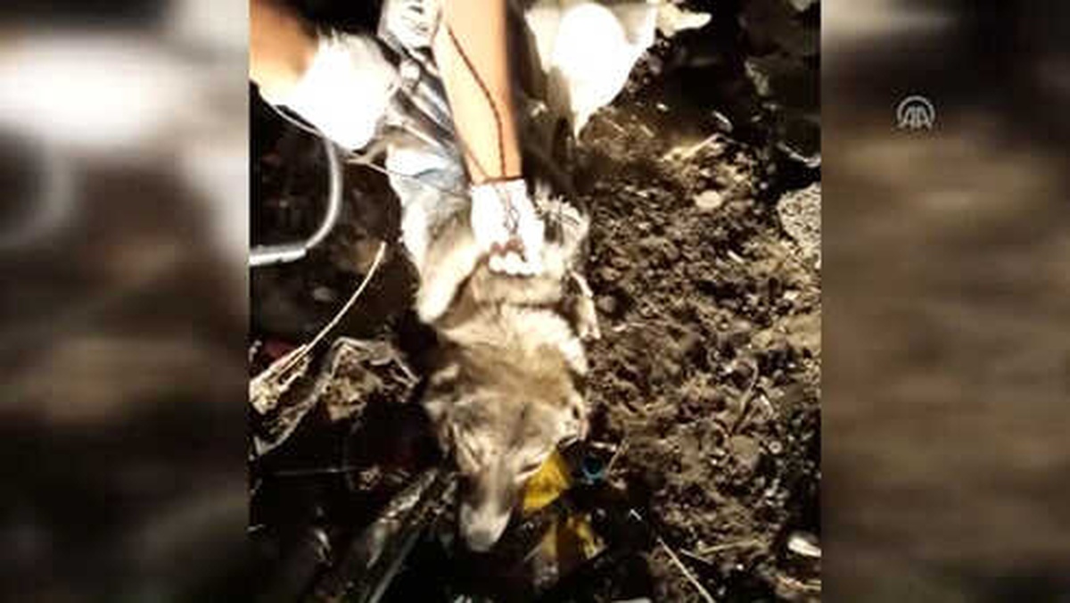 Telle Sarılıp Çöpe Atılan Köpeğe Belediye Sahip Çıktı