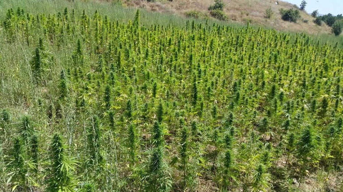Uyuşturucu Tacirlerine Darbe