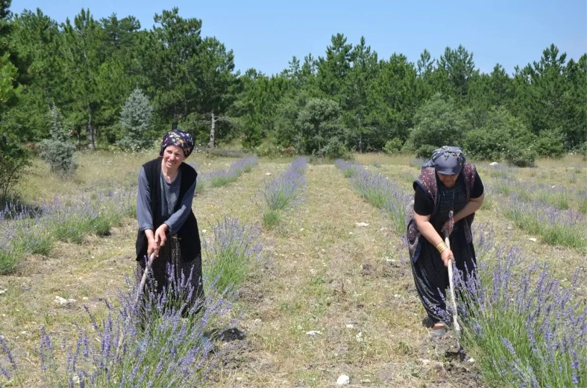 Frig Vadisi Lavanta Kokmaya Başladı