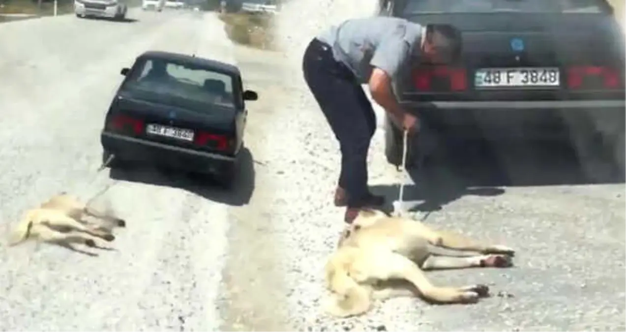 Köpeği Otomobilin Arkasına Bağlayıp Sürükleyen Zanlı, Serbest Bırakıldı