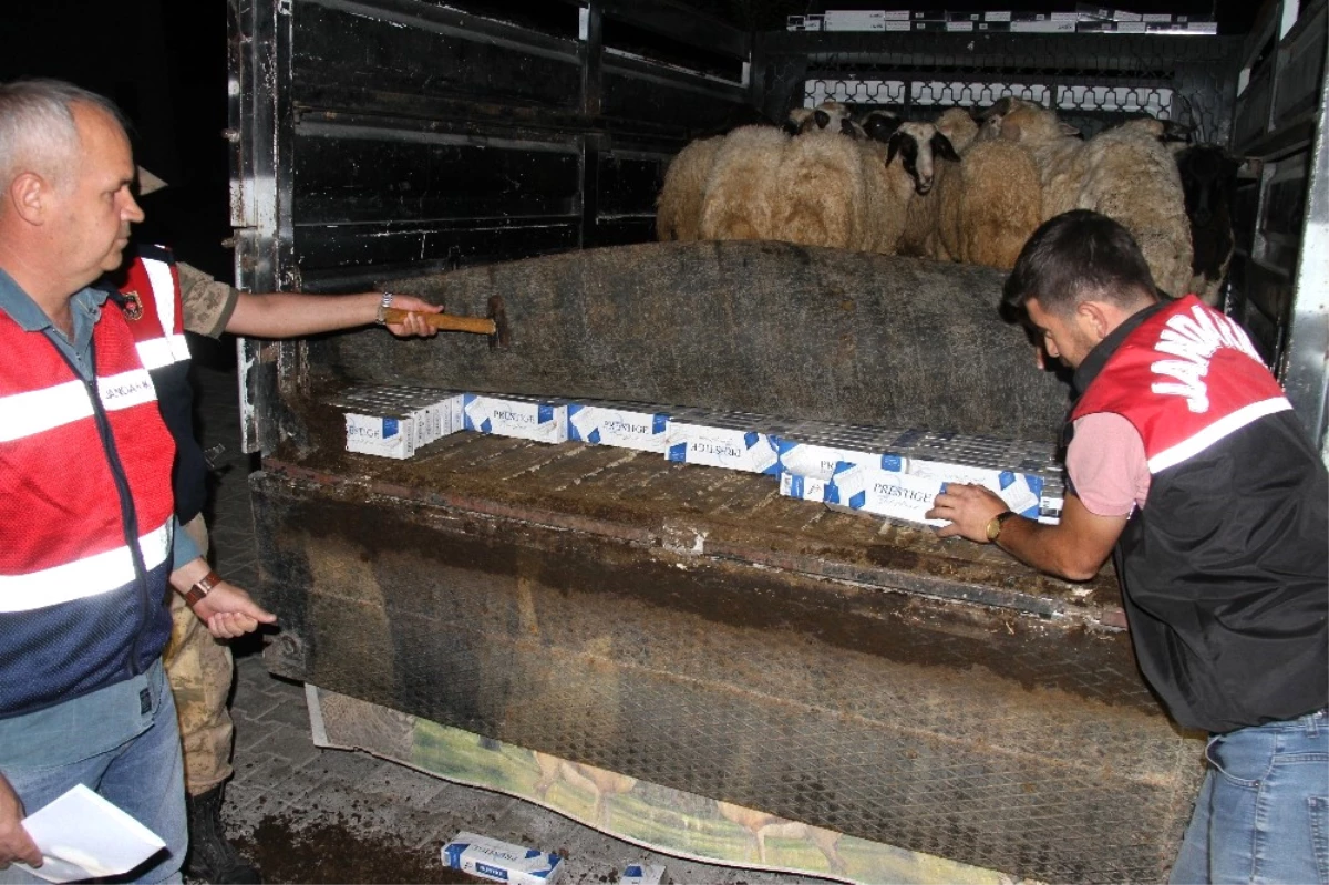 Koyun Yüklü Kamyonette 6 Bin 760 Paket Kaçak Sigara Ele Geçirildi