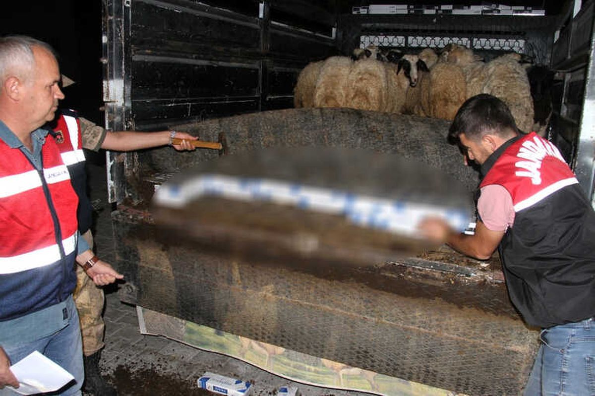 Koyunların Altından Kaçak Sigara Çıktı