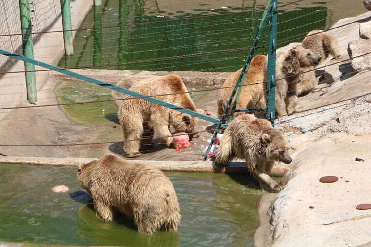 Sıcak Havadan Etkilenen Hayvanlar Buzlu Kokteylle Serinletiliyor