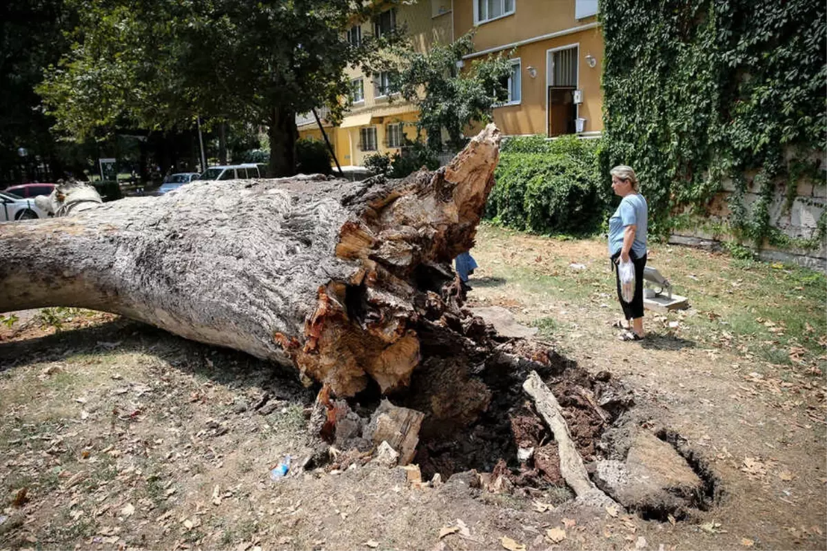 Tarihi Çınar, 200 Bin TL\'lik Lüks Otomobilin Üzerine Devrildi