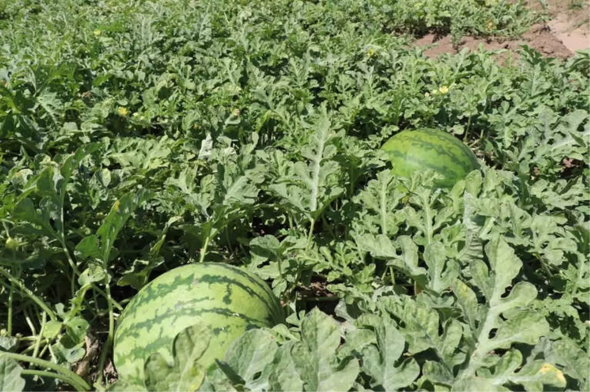 Yaz Yağmurları Karpuzu Vurdu, Festival Tehlikeye Girdi