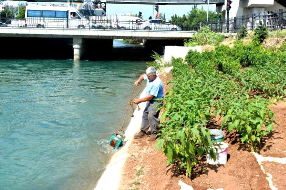 Adana\'nın Göbeğindeki Sulama Kanalını Bostana Dönüştürdü