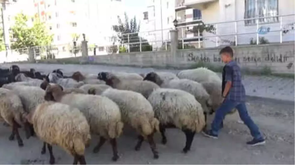 Kışın Okula Gidiyor Yazın Çobanlık Yapıyor