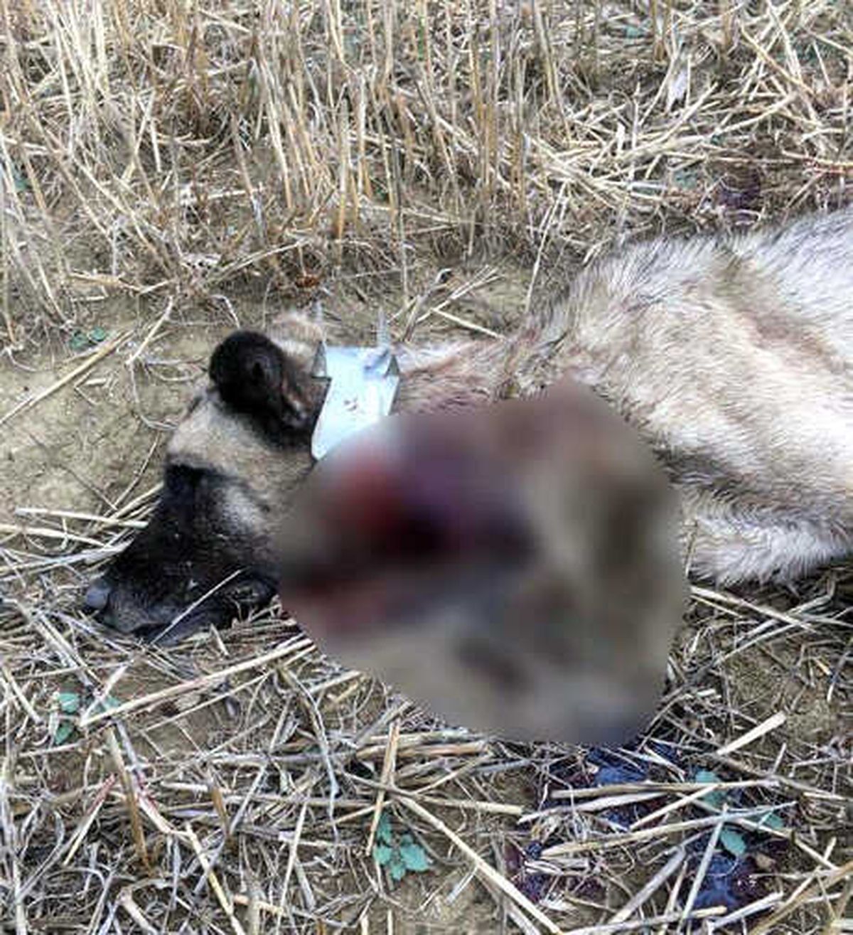 Komşusunun Köpeğini Av Tüfeğiyle Öldürdü