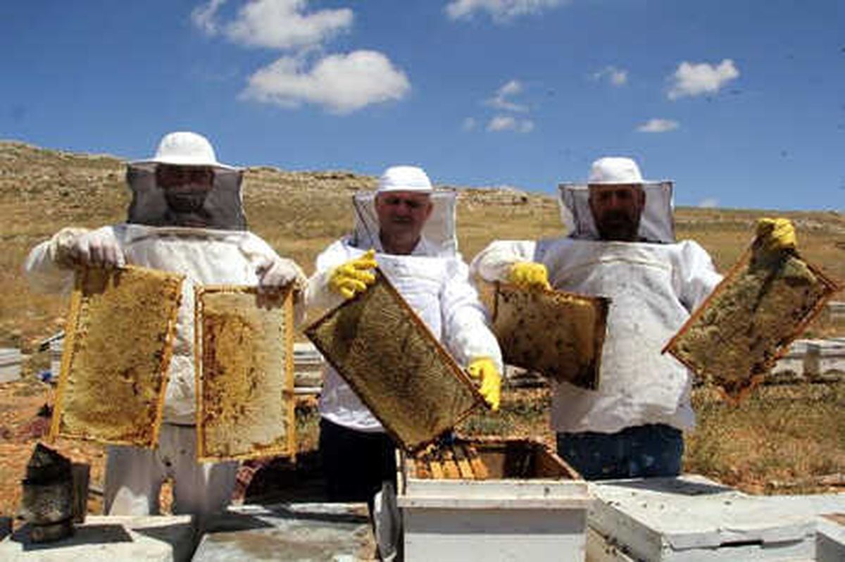 Toroslar\'da Bal Hasadı Başladı