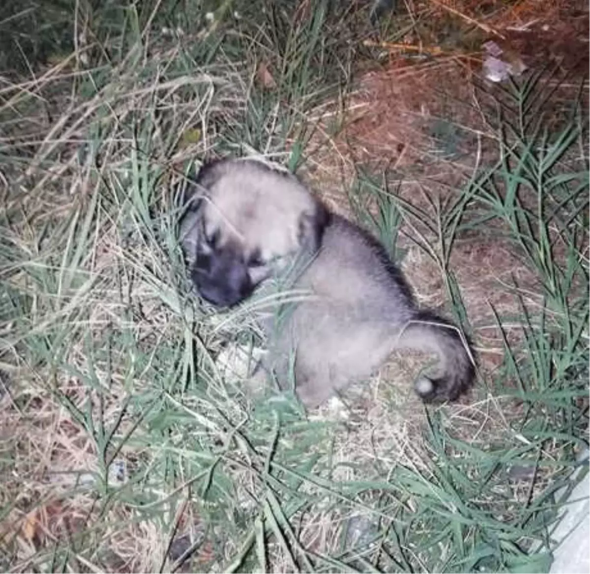 Yavru Köpek Açlıktan Bitkin Halde Bulundu