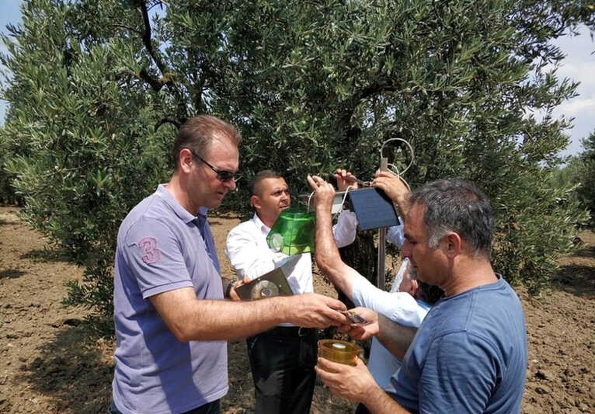 Zeytin Sineğine Yakın Takip