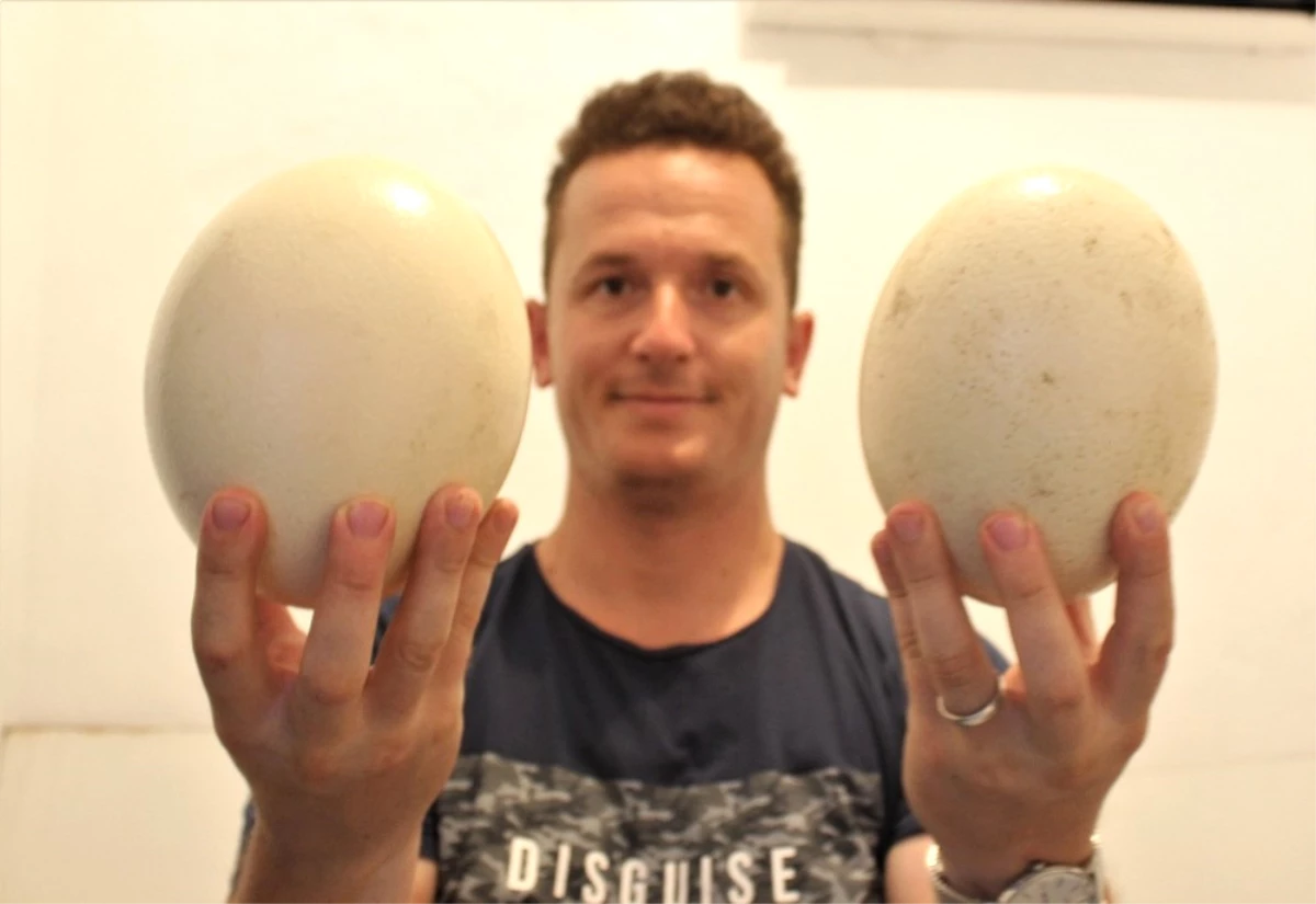Deve Kuşu Yumurtalarının Tanesi 100 Liradan Satılıyor