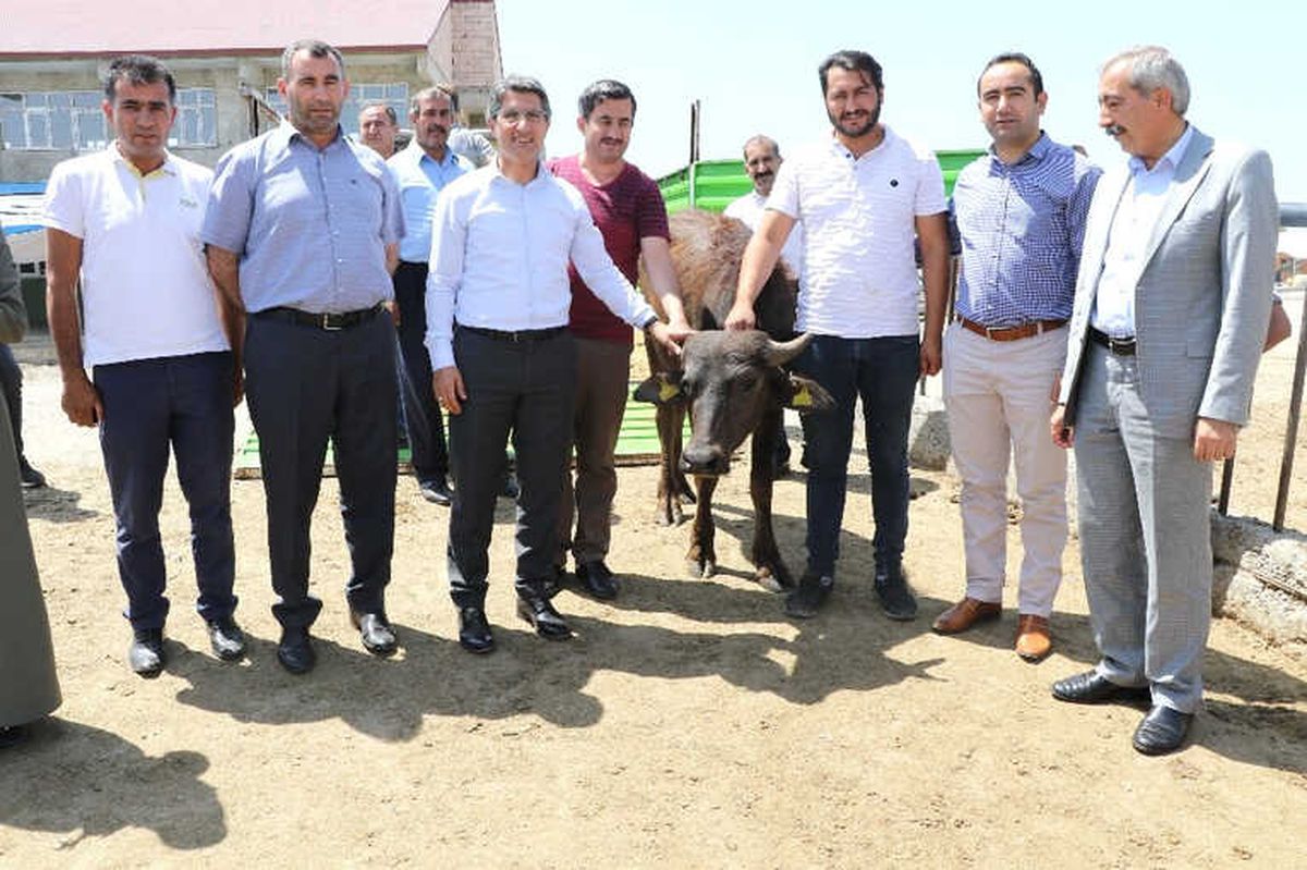 Ağrı\'da Genç Çiftçilere Manda Dağıtımı Yapıldı