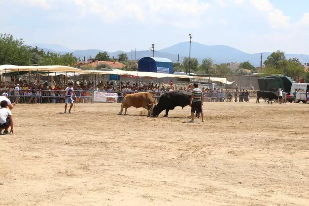 Boğalar Kıran Kırana Güreşti