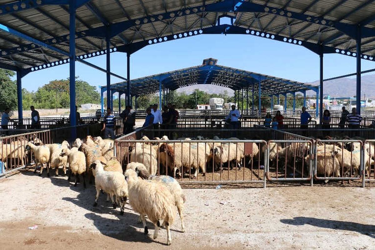 Erzincan\'da Genç Çiftçiler Koyunlarına Kavuştu