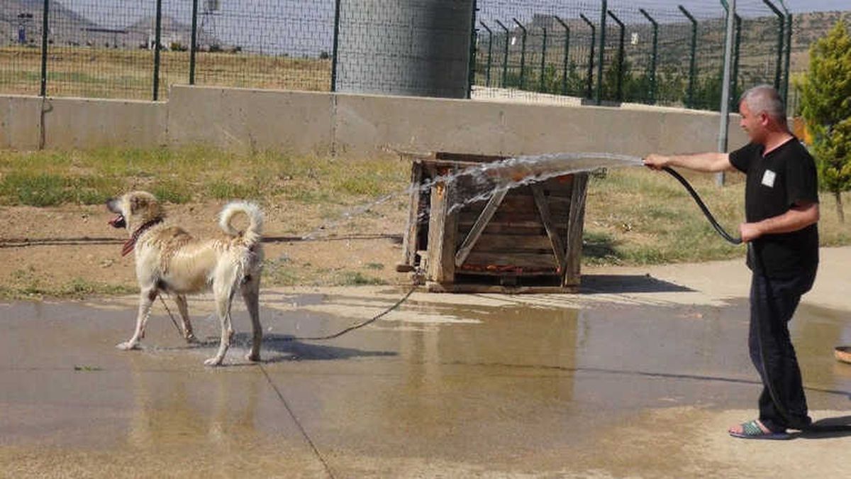Gerçüş\'te Sıcaktan Bunalan Hayvanlarını Serinletiyorlar