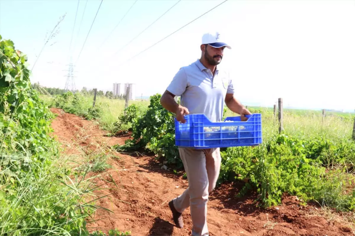 İhtiyaç Sahiplerine Organik Meyve Yardımı