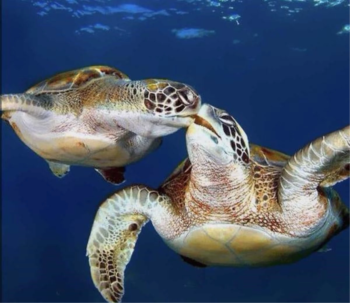 Kaplumbağalar Dahil Tüm Yaban Hayvanlarını Uzaktan Sevelim\'