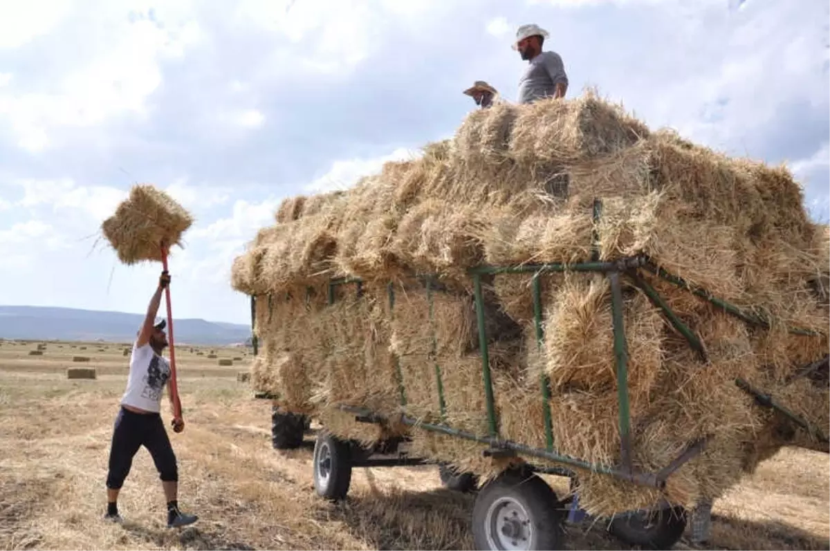 Kars\'ta Sıcak Havada Çiftçilerin Ot Toplama Mesaisi