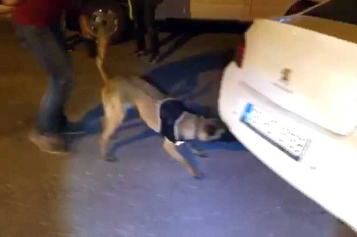 Narkotik Köpeği \'Çakı\' Araçtaki Gizli Esrarı Buldu