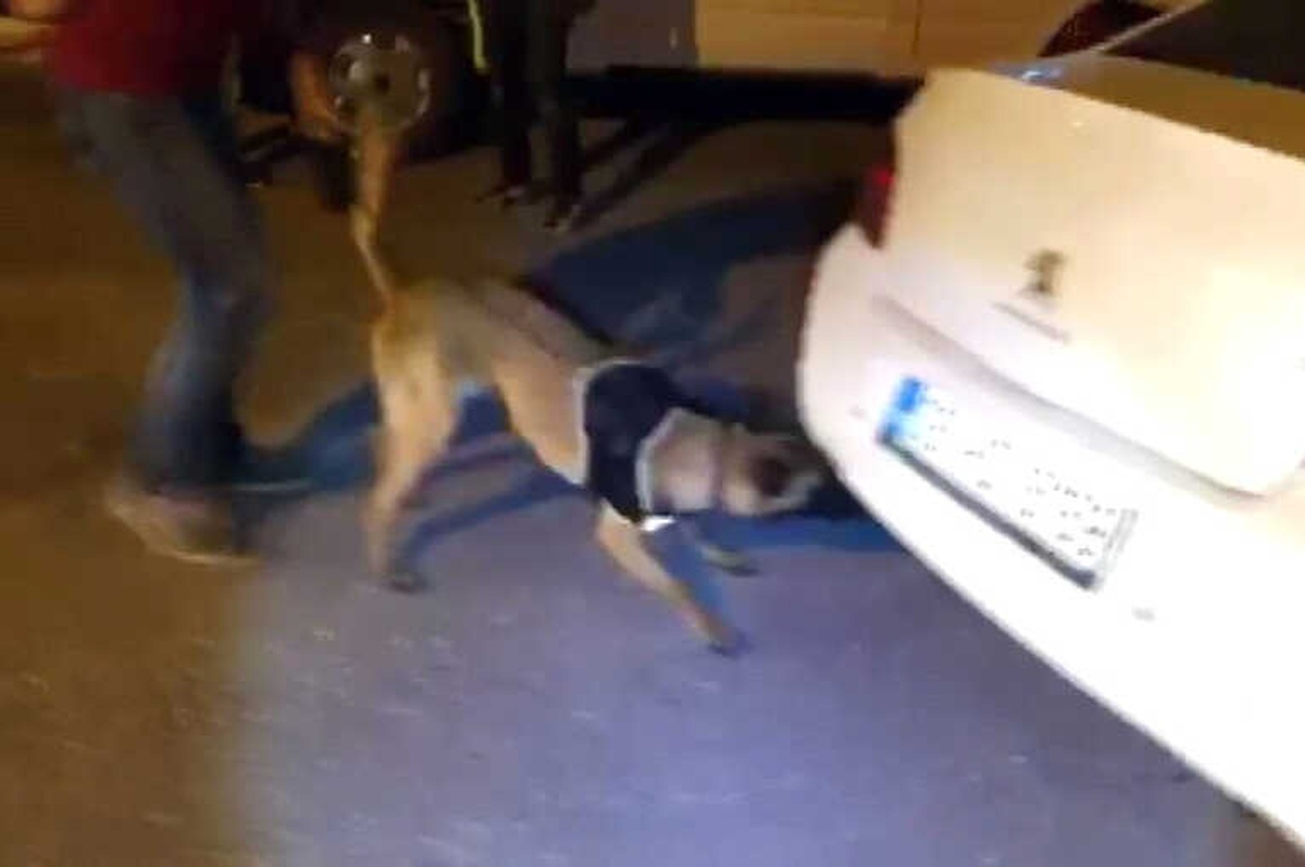 Narkotik Köpeği \'Çakı\' Araçtaki Gizli Esrarı Buldu