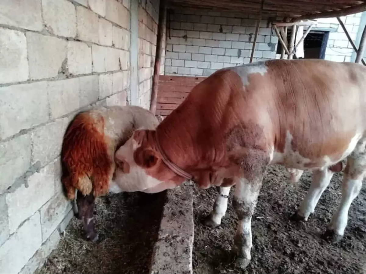 Süt Hırsızları İçin Nöbet Tutan Adam, Suçlunun Aç Gözlü Boğa Olduğunu Görünce Gözlerine İnanamadı