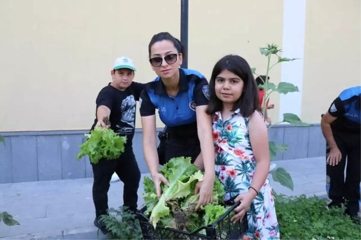 Teknolojiden Uzaklaştılar, Kendi Sebzelerini Yetiştirdiler