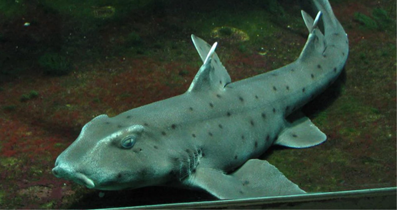 ABD\'de Akvaryumdan Bebek Arabasıyla Köpekbalığı Çaldılar