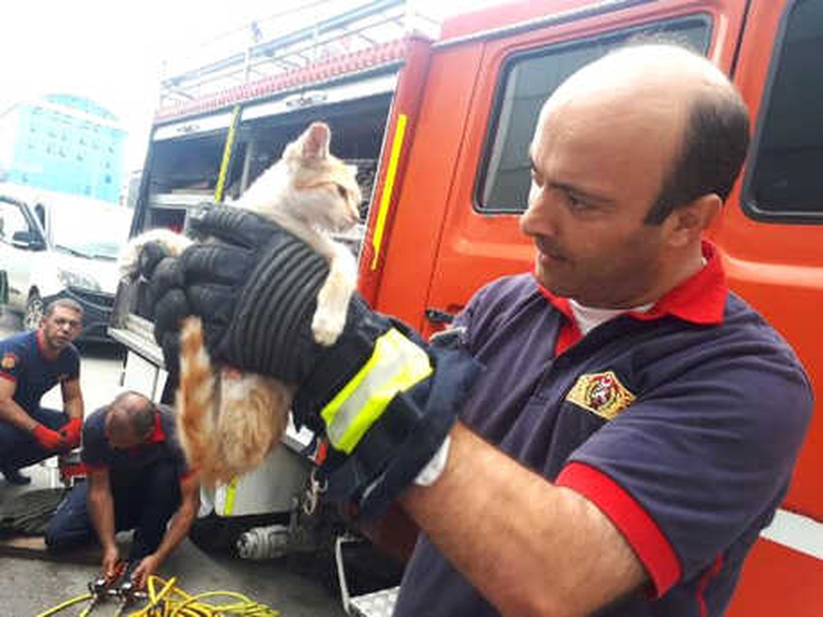 Aracın Motoruna Giren Yavru Kedi, 3 Saatte Kurtarıldı
