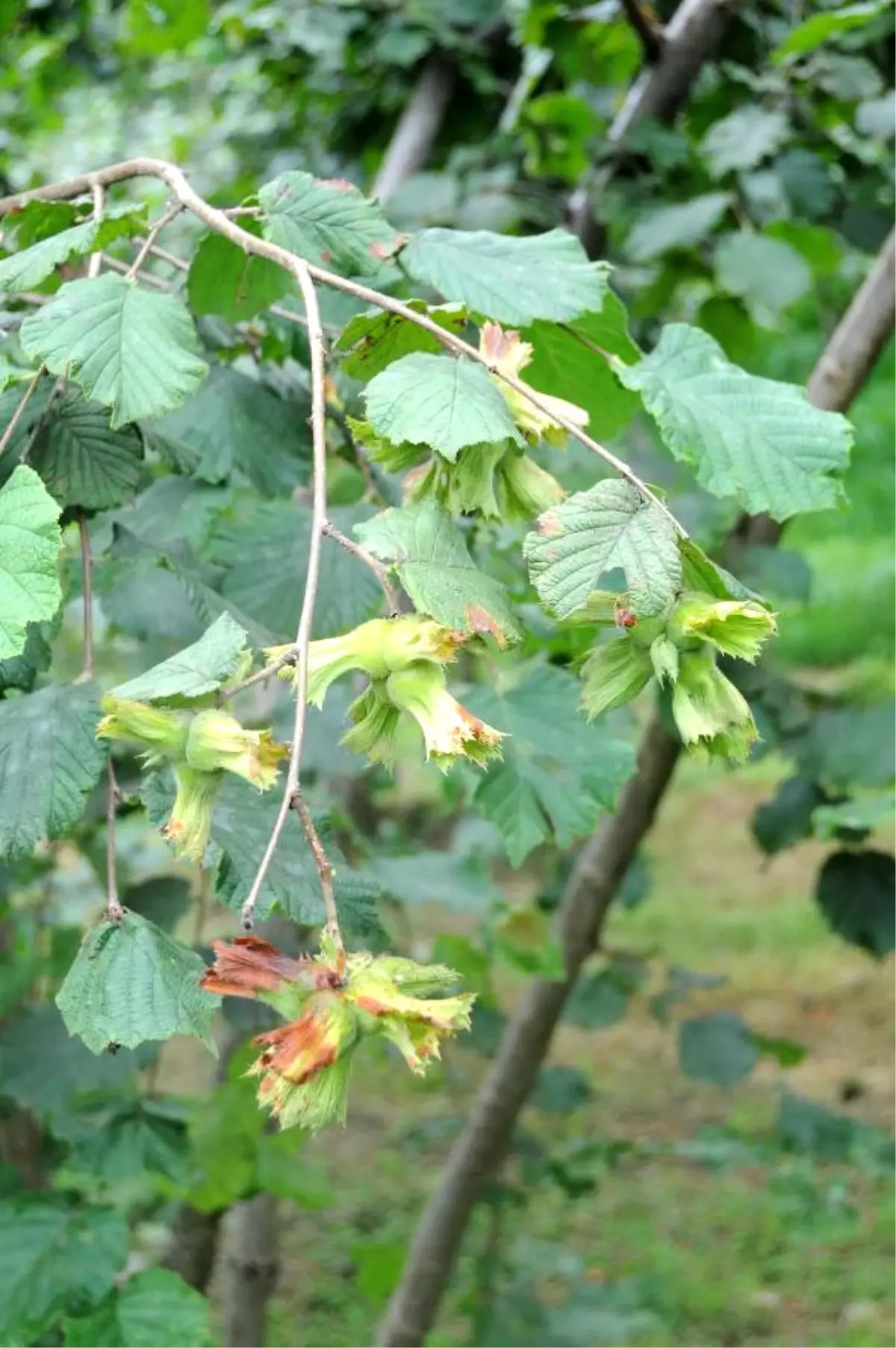 Giresun Ziraat Odası\'ndan Fındıkta Rekolte ve Fiyat Eleştirisi