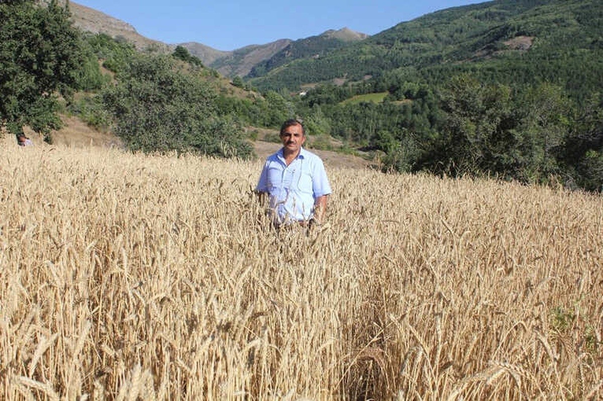 Gümüşhane\'de Kuşlar İçin Ekilen Tarlalar Başak Verdi