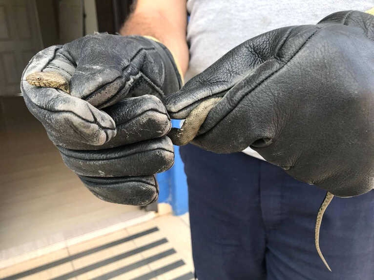 İtfaiyeye Gelen Küçük Yılan Yakalanıp Doğaya Salındı