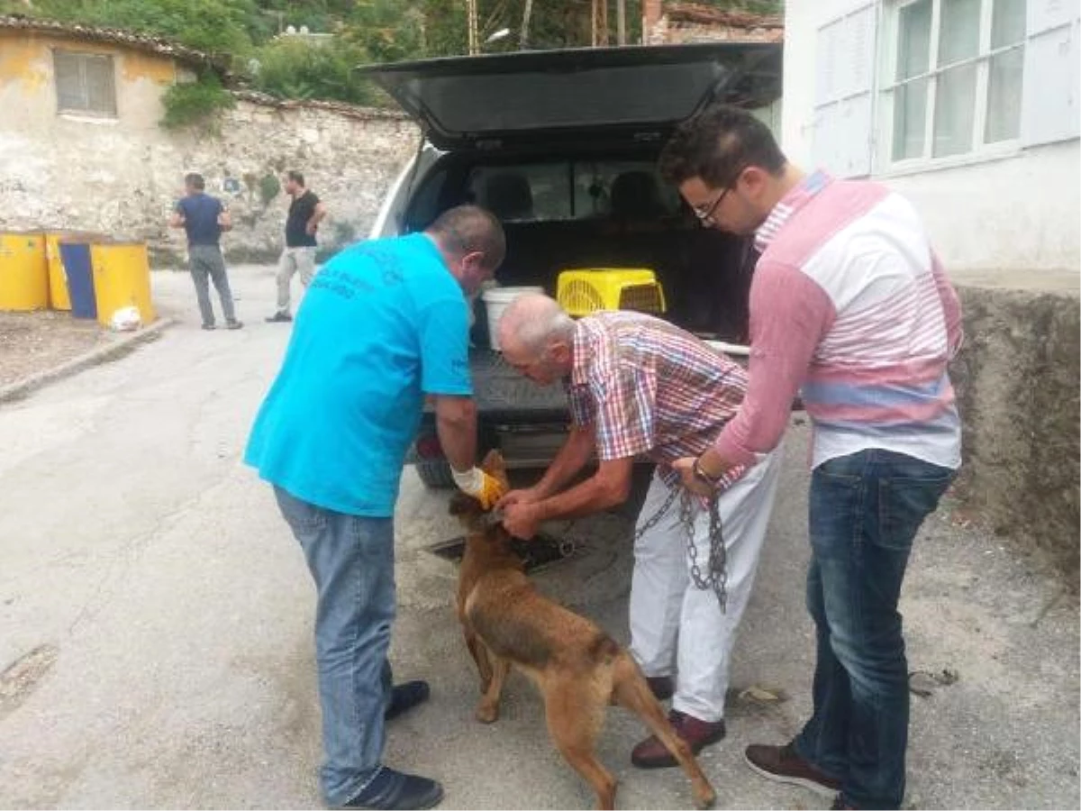 Köpeğe Şiddete 625 Lira Para Cezası ve \'Hayvan Sahiplenme\' Yasağı