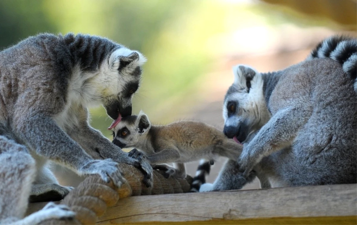 Lemurların Yavru Sevinci