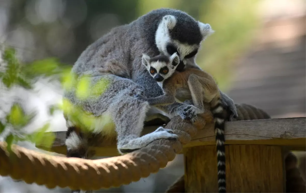 Lemurların Yavru Sevinci