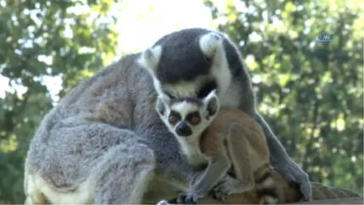 Lemurların Yavru Sevinci