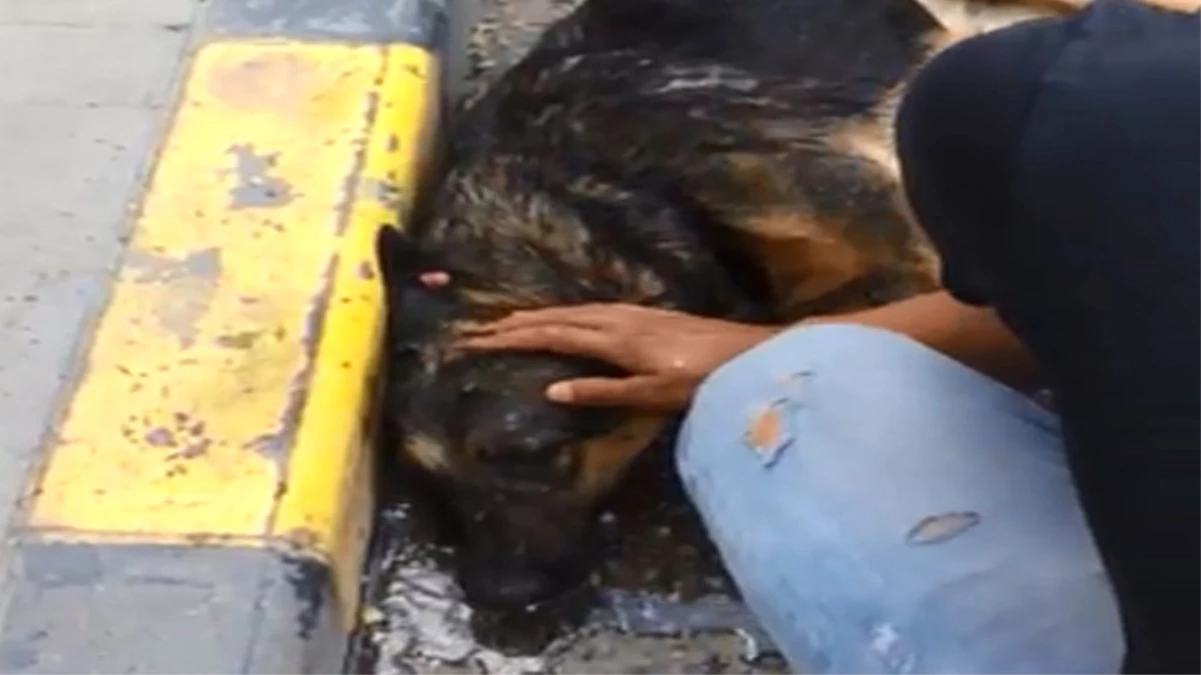 Sıcaktan Bayılan Köpek Suyla Hayata Döndü