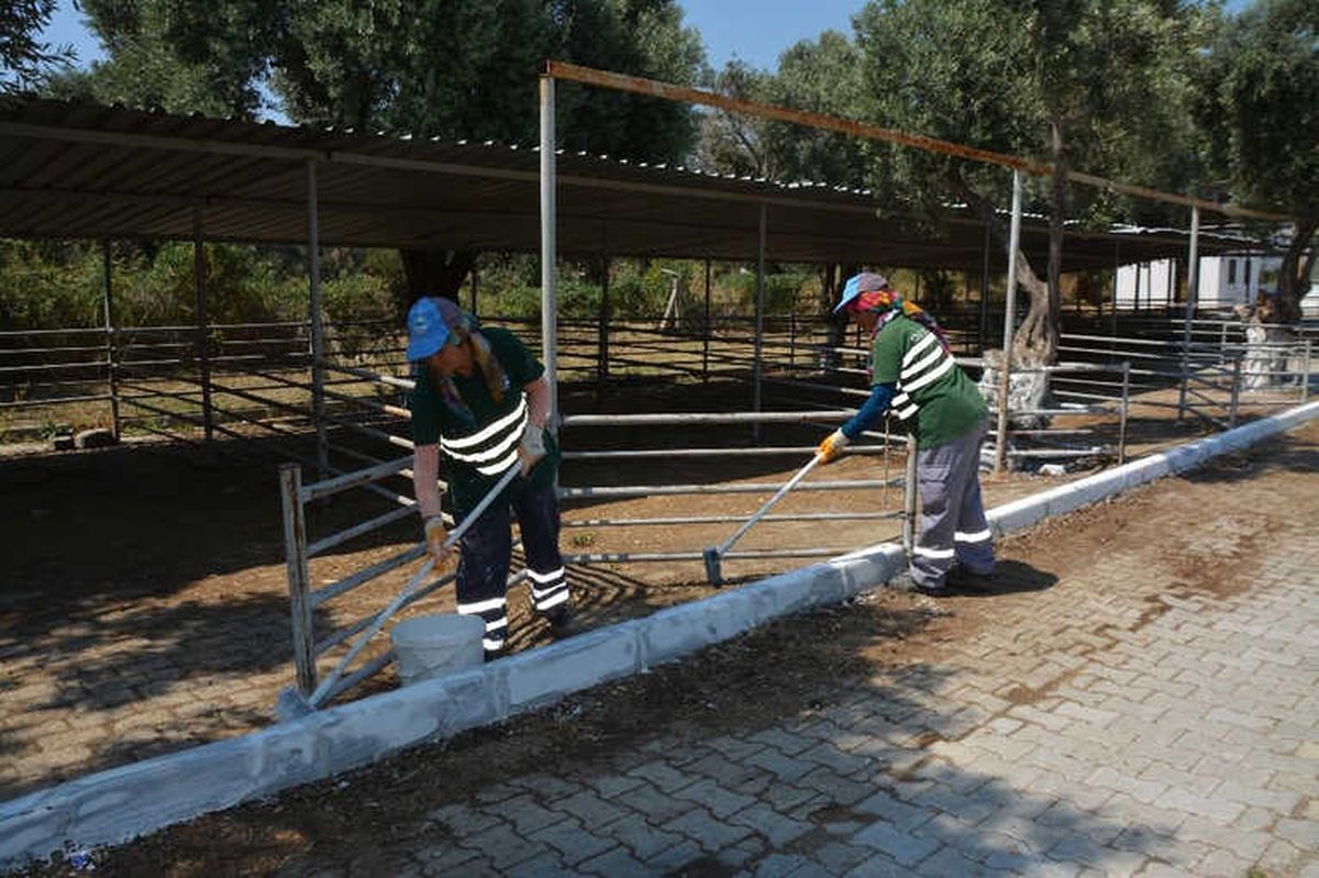 Söke\'de Kurban Bayramı Öncesinde Hayvan Pazarı Temizlendi