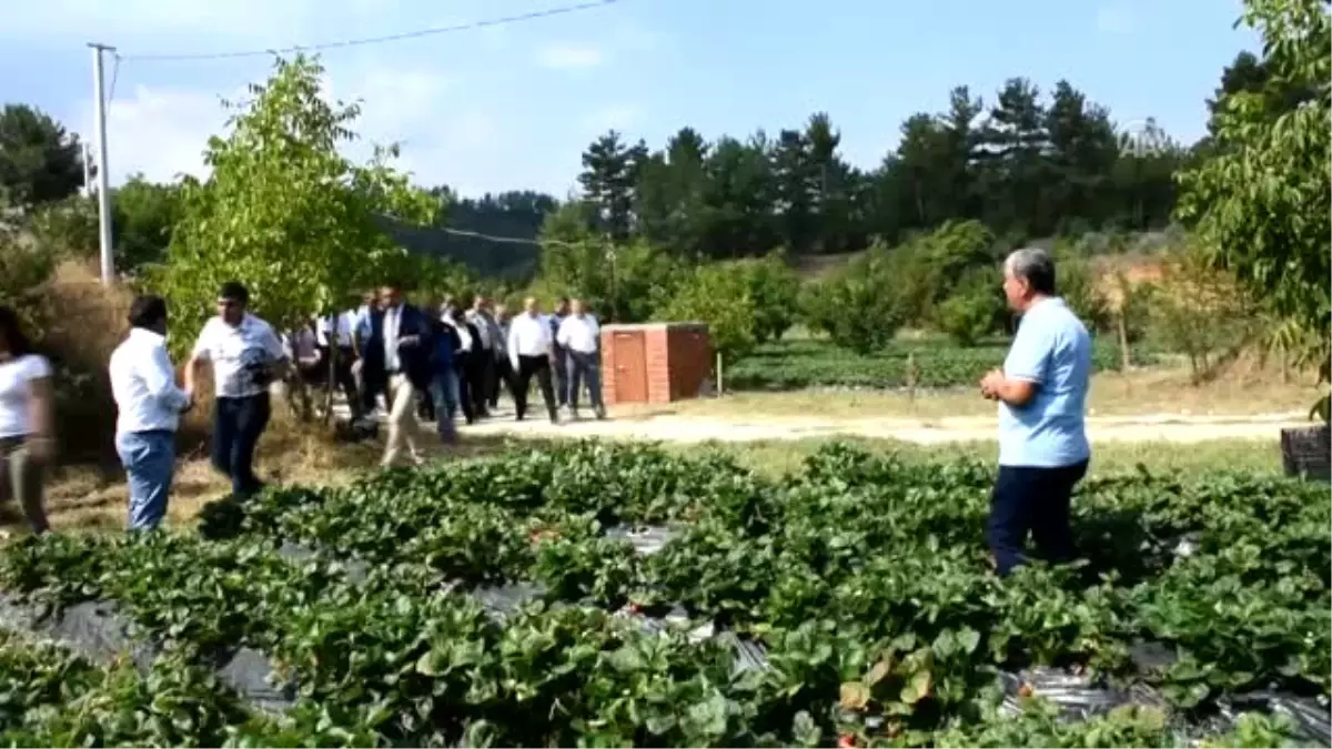 Vali Hanım" Çileği Üreticinin Yüzünü Güldürdü - Muğla