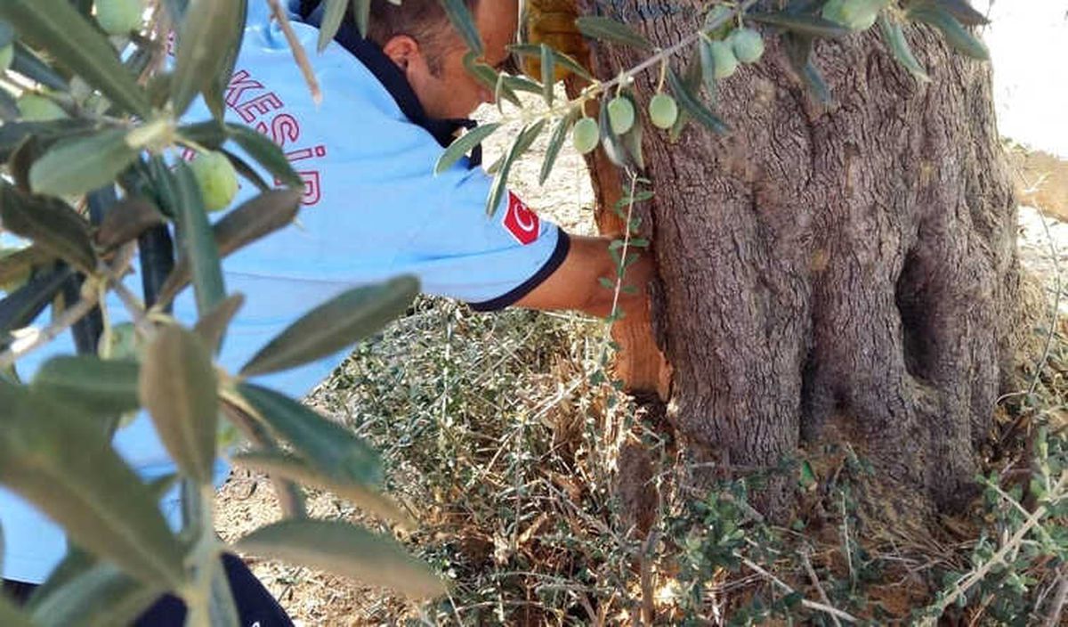 Ağaçta Mahsur Kalan Kediyi İtfaiye Kurtardı