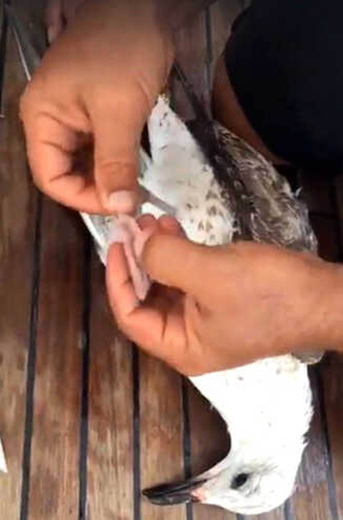 Denizde Oltaya Takılıp Can Çekişen Martı Kaptan Tarafından Kurtarıldı